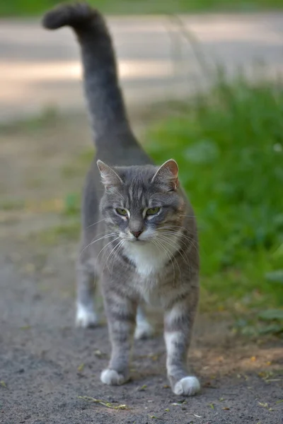 通りに白とグレーの野良猫が — ストック写真