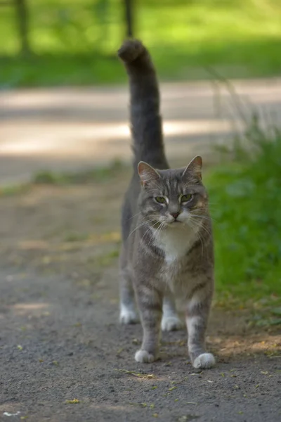 Chat Errant Blanc Gris Dans Rue — Photo