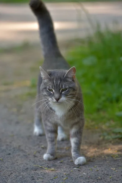 White Gray Stray Cat Street — Stock Photo, Image