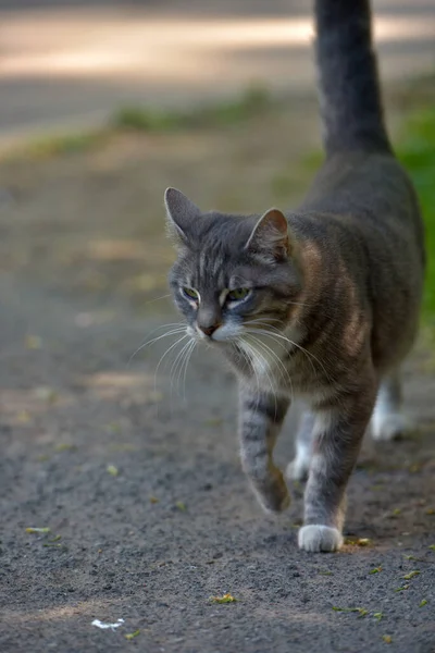 Chat Errant Blanc Gris Dans Rue — Photo