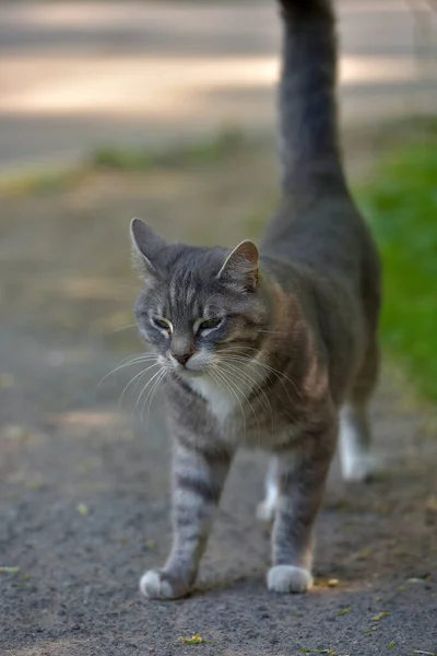 Vit Och Grå Herrelös Katt Gatan — Stockfoto