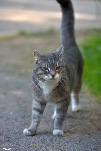 White Gray Stray Cat Street — Stock Photo, Image