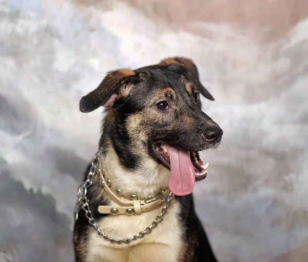 Brown White Dog Mongrel Studio Light Background — Stock Photo, Image