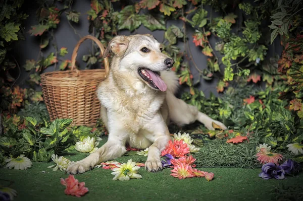 Brauner Glücklicher Hund Mit Heraushängender Zunge — Stockfoto