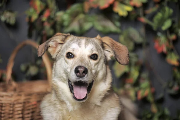 Brązowy Szczęśliwy Pies Wywieszonym Językiem — Zdjęcie stockowe