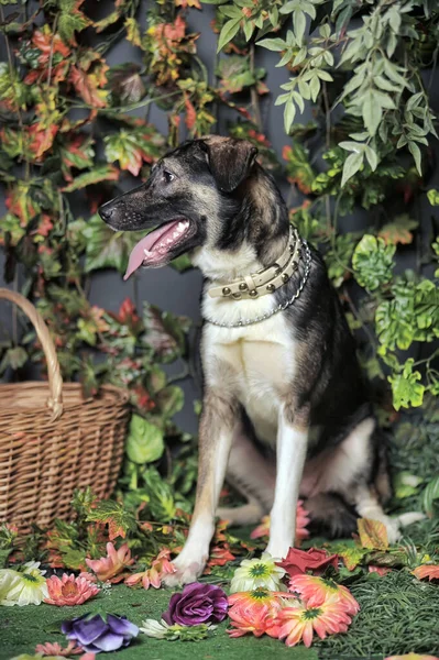 Kahverengi Mutlu Köpek Dili Dışarı Sarkmış — Stok fotoğraf