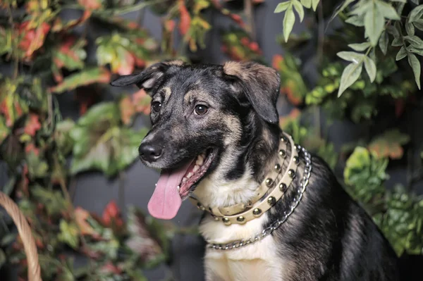 Brown Happy Pooch Dog His Tongue Hanging Out — Stock Photo, Image