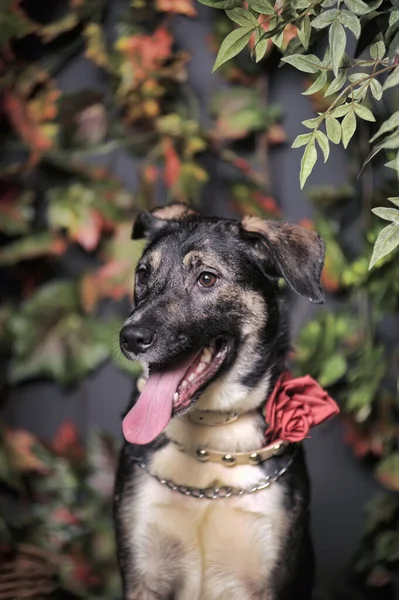 Marrom Feliz Cão Pooch Com Sua Língua Pendurado Para Fora — Fotografia de Stock