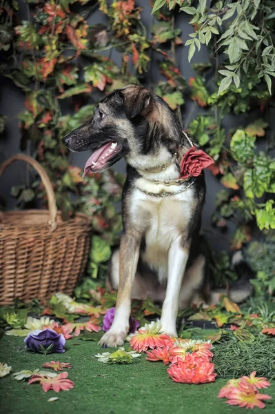 Brauner Glücklicher Hund Mit Heraushängender Zunge — Stockfoto