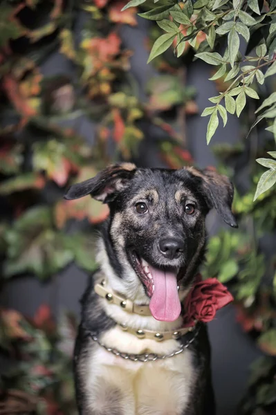 Marrón Perro Perro Feliz Con Lengua Colgando —  Fotos de Stock