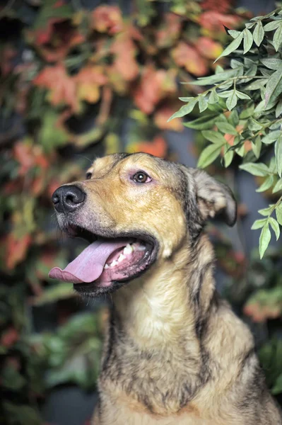 Marrom Feliz Cão Pooch Com Sua Língua Pendurado Para Fora — Fotografia de Stock