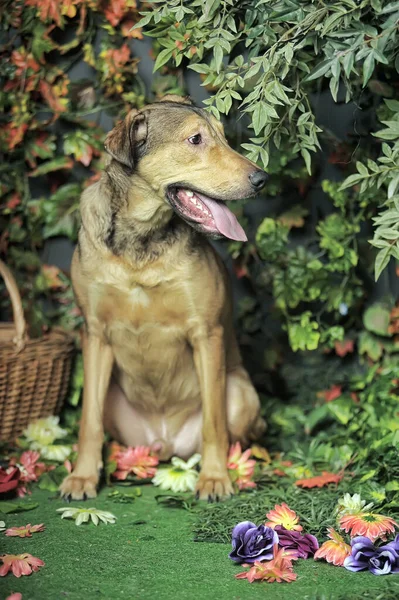 Marrom Feliz Cão Pooch Com Sua Língua Pendurado Para Fora — Fotografia de Stock