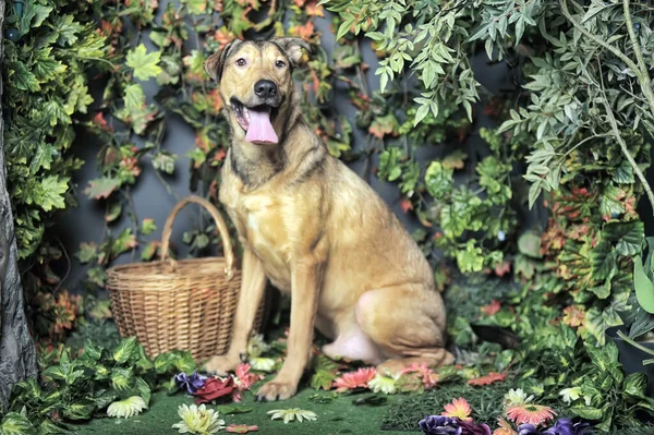 Marron Chien Heureux Chien Avec Langue Traîner — Photo