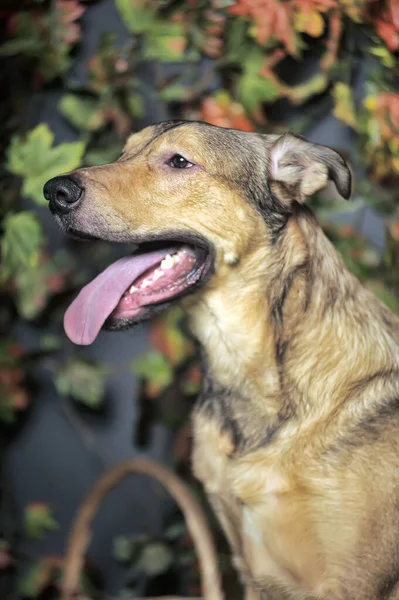 舌を垂らして幸せそうな犬を茶色にして — ストック写真