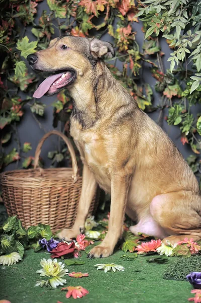 Marrom Feliz Cão Pooch Com Sua Língua Pendurado Para Fora — Fotografia de Stock