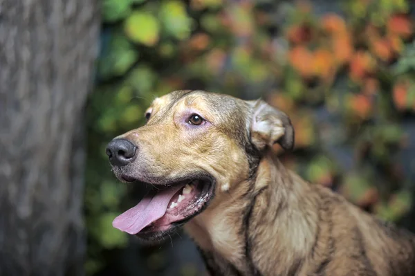 Brauner Glücklicher Hund Mit Heraushängender Zunge — Stockfoto