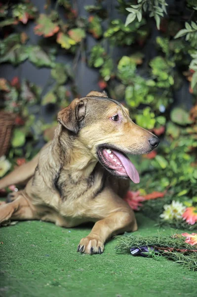 Marrón Perro Perro Feliz Con Lengua Colgando — Foto de Stock