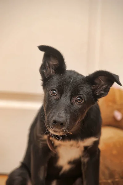 Preto Com Peito Branco Filhote Cachorro Mgrel — Fotografia de Stock