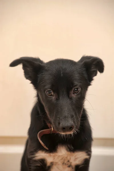 Zwart Met Witte Borst Puppy Bastaard — Stockfoto