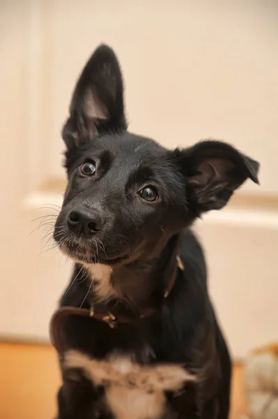 Noir Avec Blanc Sein Chiot Bâtard — Photo