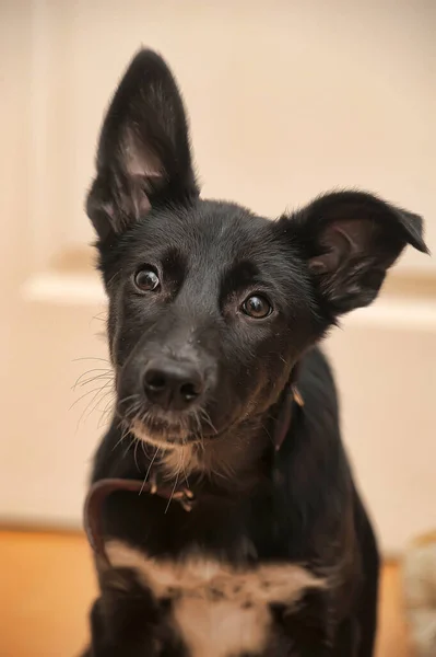 Black White Breast Puppy Mongrel — Stock Photo, Image