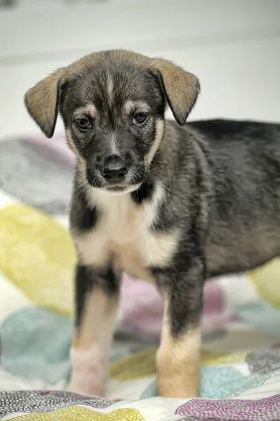 Kahverengi Beyaz Kıvrımlı Köpek Yavrusu — Stok fotoğraf