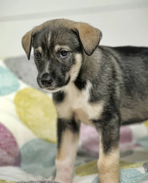 Marrón Blanco Plegable Cachorro Mestizo —  Fotos de Stock