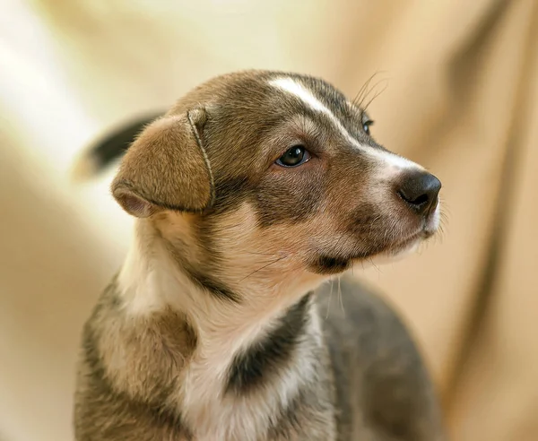 Brown White Fold Puppy Mongrel — Stock Photo, Image