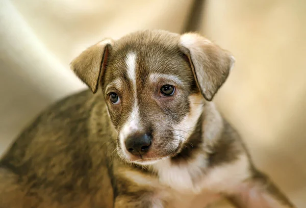 Brown White Fold Puppy Mongrel — Stock Photo, Image