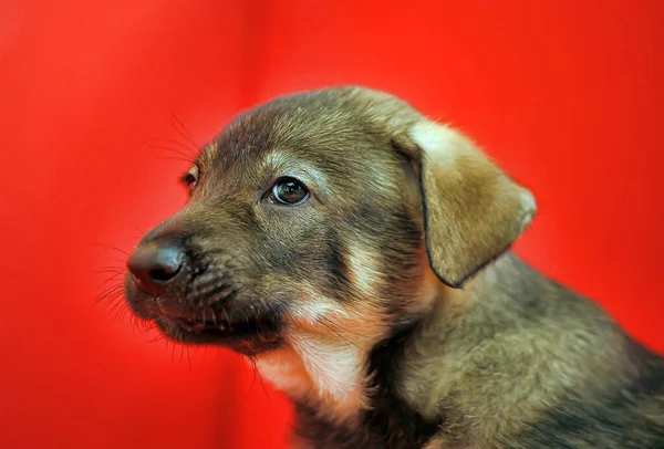 红色背景上的褐色小狗杂种 — 图库照片