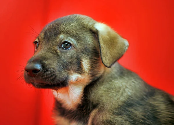 Brown Puppy Mongrel Red Background — Stock Photo, Image