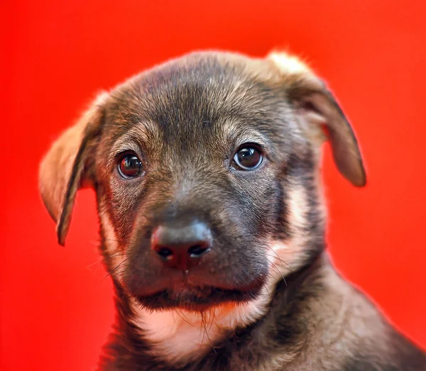 Brown Puppy Mongrel Red Background — Stock Photo, Image