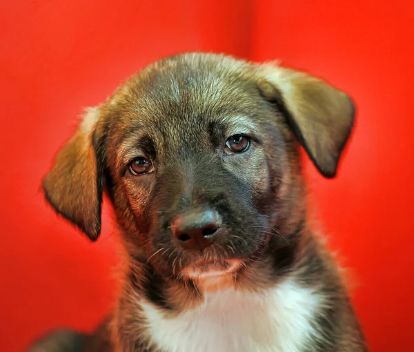 Bruine Puppy Bastaard Een Rode Achtergrond — Stockfoto