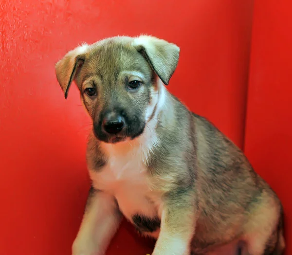 Cachorro Mestizo Marrón Sobre Fondo Rojo —  Fotos de Stock