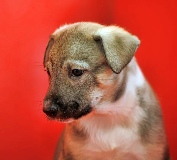 Mestiço Cachorro Marrom Fundo Vermelho — Fotografia de Stock
