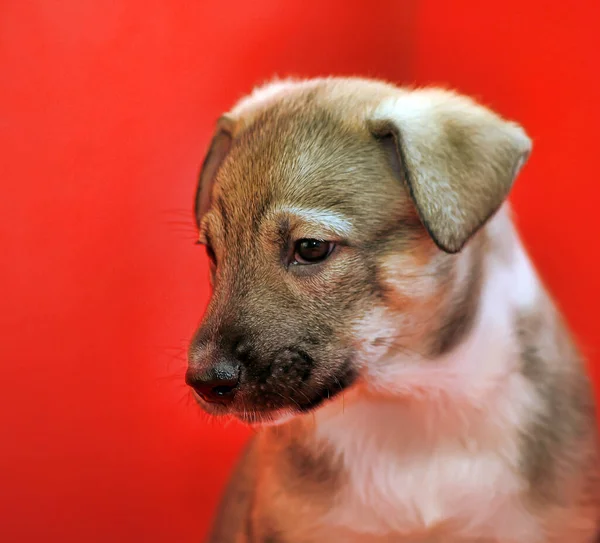 Bruine Puppy Bastaard Een Rode Achtergrond — Stockfoto
