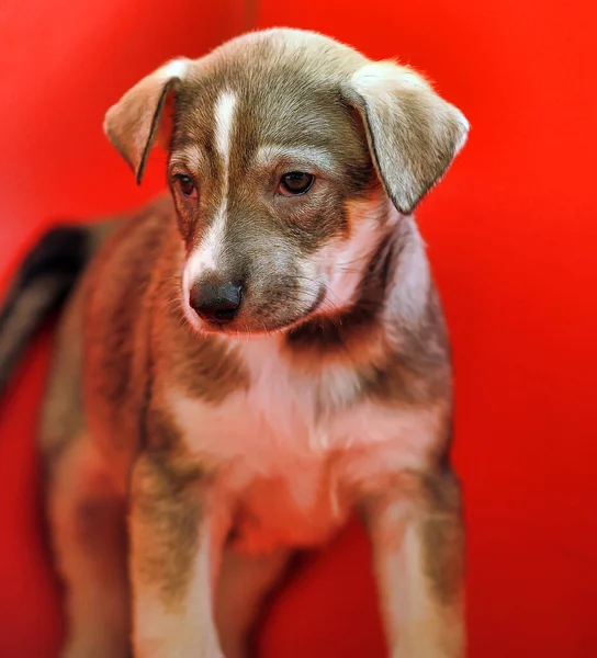 Cachorro Mestizo Marrón Sobre Fondo Rojo —  Fotos de Stock