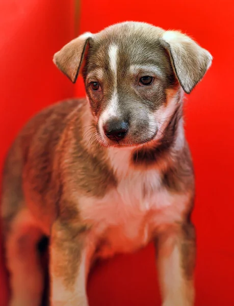 Mestiço Cachorro Marrom Fundo Vermelho — Fotografia de Stock