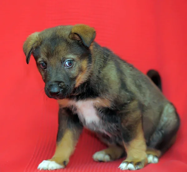 Brown Puppy Mongrel Red Background — Stock Photo, Image