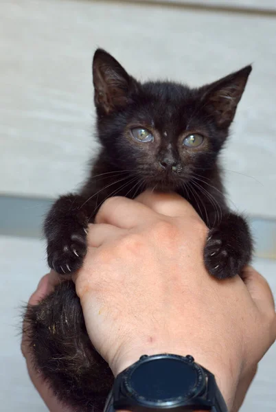 Cute Black Kitten Hands — Stock Photo, Image