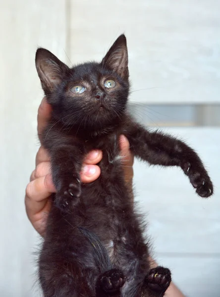 Niedliches Schwarzes Kätzchen Den Händen — Stockfoto