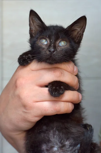 Gatinho Preto Bonito Mãos — Fotografia de Stock