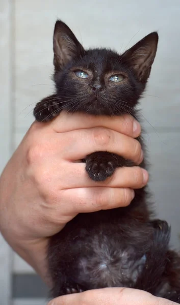 Mignon Chaton Noir Dans Les Mains — Photo