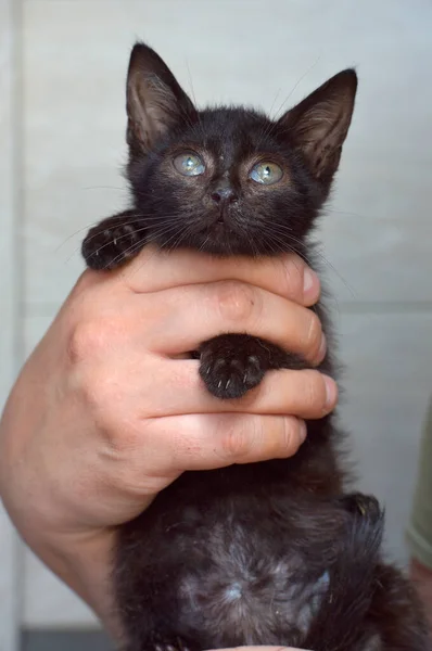 Carino Gattino Nero Mano — Foto Stock