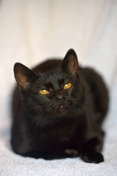 Hermoso Gato Negro Con Ojos Amarillos Casa —  Fotos de Stock