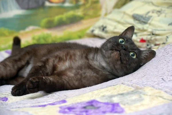 Beautiful Black Cat White Undercoat Couch — Stock Photo, Image
