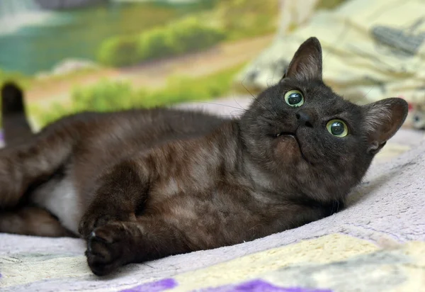Vacker Svart Katt Med Vit Underrock Soffan — Stockfoto