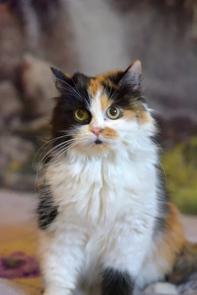 Piękny Puszysty Trójkolorowy Kot Mestizo Perski Kanapie Domu — Zdjęcie stockowe