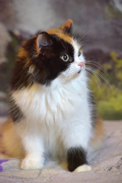 漂亮的绒毛毛绒毛三色猫 波斯猫 在家里的沙发上 — 图库照片