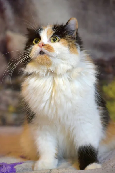 Piękny Puszysty Trójkolorowy Kot Mestizo Perski Kanapie Domu — Zdjęcie stockowe